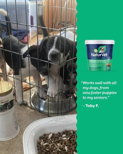 A 4:5 vertical ad creative featuring a customer testimonial overlayed on a video of foster puppies and senior dogs eating.